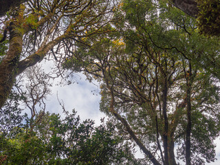 Forest in Kew Mae Pan nature trail at Doi Inthanon, Chiang Mai, Thailand. Famous tourist attractions of Thailand. Close-up of the tree with moss. Space for text