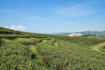 Fototapeta na wymiar Beautiful scenic view of tea plantations with the sky and mountains background in Thailand. Space for text