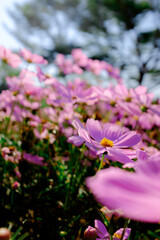pink flowers in the garden