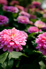 Obraz premium pink flower
