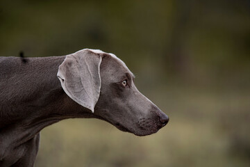 Ocala Weimaraner