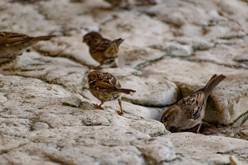 Passerine flocks and families moving in search of food, wildlife, wild and small flying animals, natural survival in modern conditions