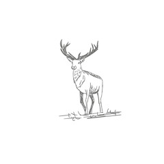 vector vintage styled engraved hand drawn deer animal hunting season