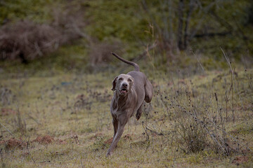 Ocala Weimaraner