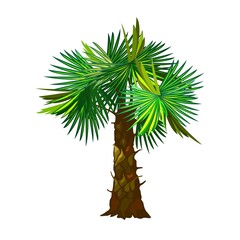 Puffy green palm tree leaves, stem with flakes, desert island plant. Vector fruitful tree, nature, exotic tropical wood, botanical and flora design isolated on white background