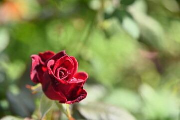 Close-up of red beautiful rose in the garden against a blurred background.