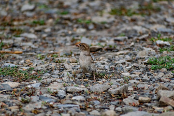 Passerine flocks and families moving in search of food, wildlife, wild and small flying animals, natural survival in modern conditions