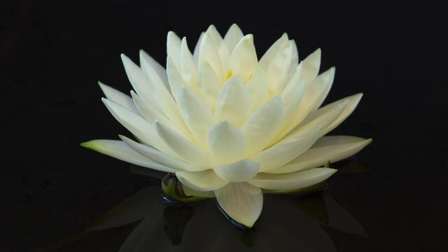 Time lapse water lily flower closing, timelapse white lotus blooming in pond, 4K