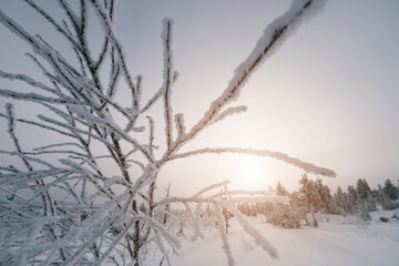 Frost snow-cowered branches on sunset winter background