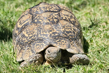 Berg-Leopard Schildkröte