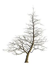 3d Dead tree isolated on white background, 3D rendering.