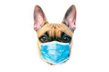 Protective antiviral mask on the dogs face. Protective face mask for animals, coronavirus and hantavirus protection.