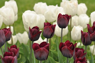 Red  White Flowers Tulips Nature Green Garden Tulip