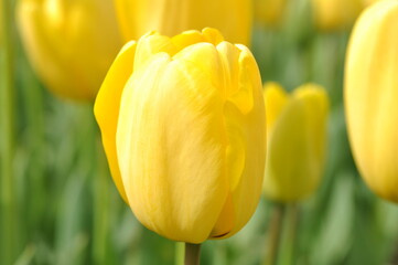 Yellow Tulips Flower sunset sun Summer light