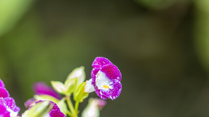 Closeup of water drops on purple Torenia flowers with dark background. Pink and white flowers in a garden