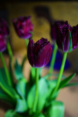 Bouquet of fresh purple tulips in glass vase, flowers beautifully illuminated by the sunlight, blurred background