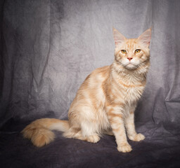 ginger cream tabby maine coon cat studio portrait on gray background with copy space