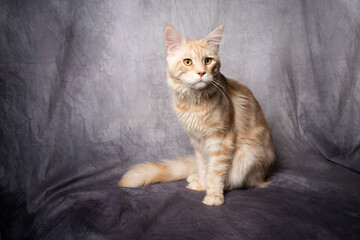 Naklejka na ściany i meble ginger cream tabby maine coon cat studio portrait on gray background with copy space