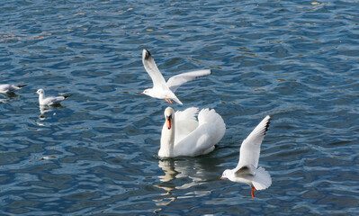 Cygnus olor or Mute swans are patrolling the area of watercourse between black-headed gulls