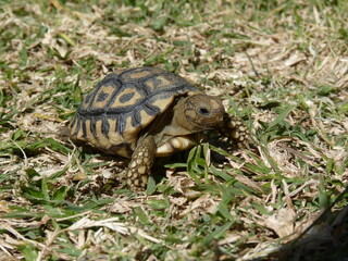 Leoparden Berg Schildkröte Baby 1100981