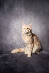 ginger cream tabby maine coon cat studio portrait on gray background with copy space