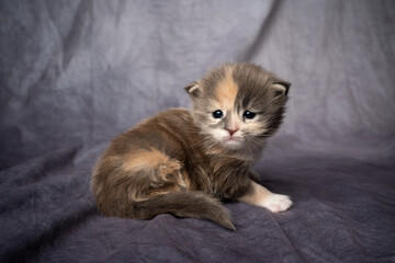 studio portrait of a 2 week old calico maine coon kitten on gray background with copy space