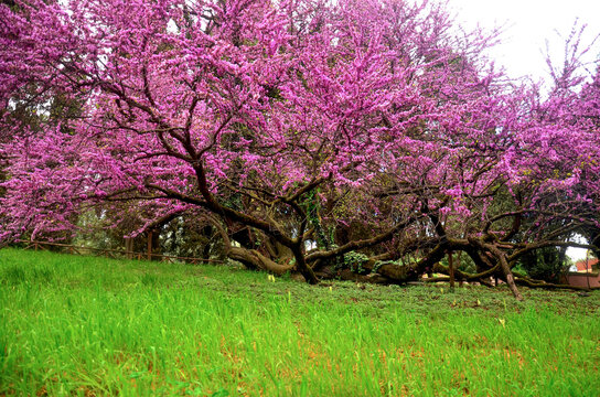 pink blossom tree japan