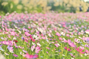 Obraz na płótnie Canvas Close-up of beautiful cosmos flowers against the blurred flowers field.