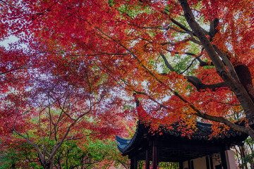 Red maple leaves  and Chinese classical architecture in autumn