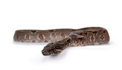 Baby Boa Constrictor Imperator snake. Isolated on white background.
