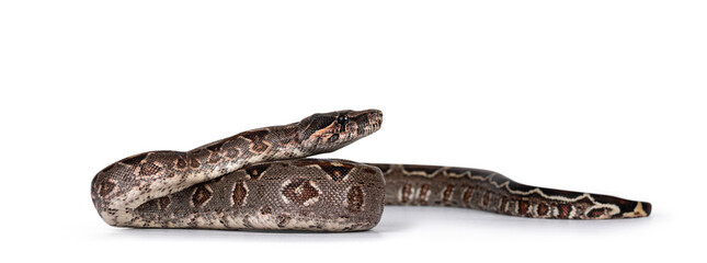 Baby Boa Constrictor Imperator snake. Isolated on white background.