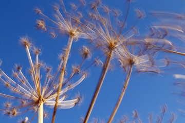 Dry plant on the background of a blue sky. Cow Parsnip.