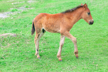 Foal on the green meadow . Young Horse in the spring 