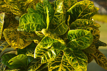 Close up of some beautiful colored leaves of evergreen plant Codiaeum Variegatum garden croton © RUPAK