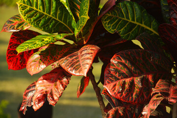 Close up of some beautiful colored leaves of evergreen plant Codiaeum Variegatum garden croton © RUPAK