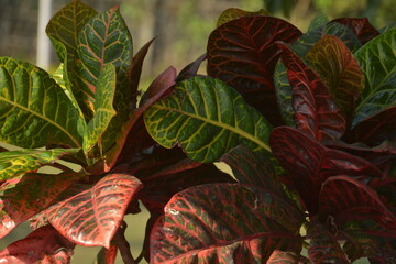 Close up of some beautiful colored leaves of evergreen plant Codiaeum Variegatum garden croton © RUPAK