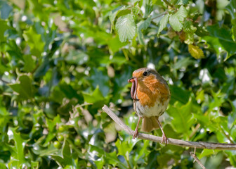 robin on a branch