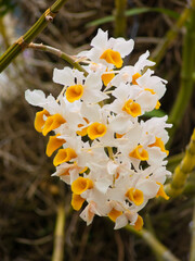 dendrobium thyrsiflorum,garden botanic,meise,belgium