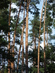 Fototapeta premium trees