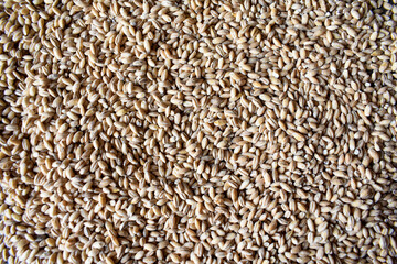 Pearl barley close-up in the whole frame