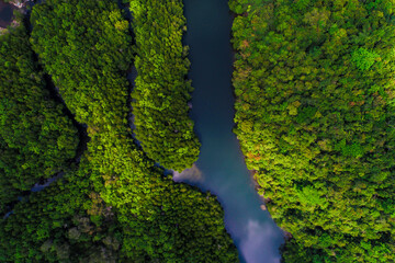 Tropical green mangrove forest with river to the sea bay ecology system