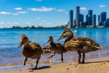 Young ducks hanging out at a lake beach with buildings in the background