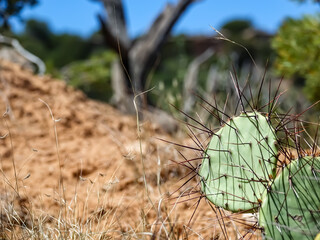 Prickly Pear in the Valley
