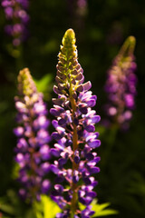 lupine flower