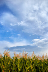 Sky and clouds above corn field