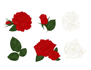 Beautiful red roses set, for different purposes. Vector illustration