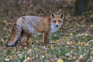 Naklejka na ściany i meble Portrait of a red fox (Vulpes vulpes) in natural autumn environment. Amsterdamse waterleiding duinen in the Netherlands. Writing space.