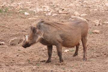 Warzenschwein (Phacochoerus africanus) im Addo Nationalpark, Südafrika.