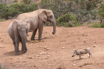 Warzenschwein (Phacochoerus africanus) im Addo Nationalpark, S&uuml;dafrika.