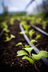 plants growing in a garden
